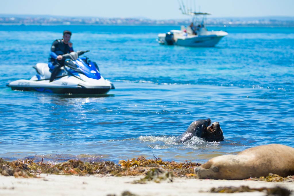 Jet Ski Tours Perth enjoy meeting dolphin on the Rockingham waters