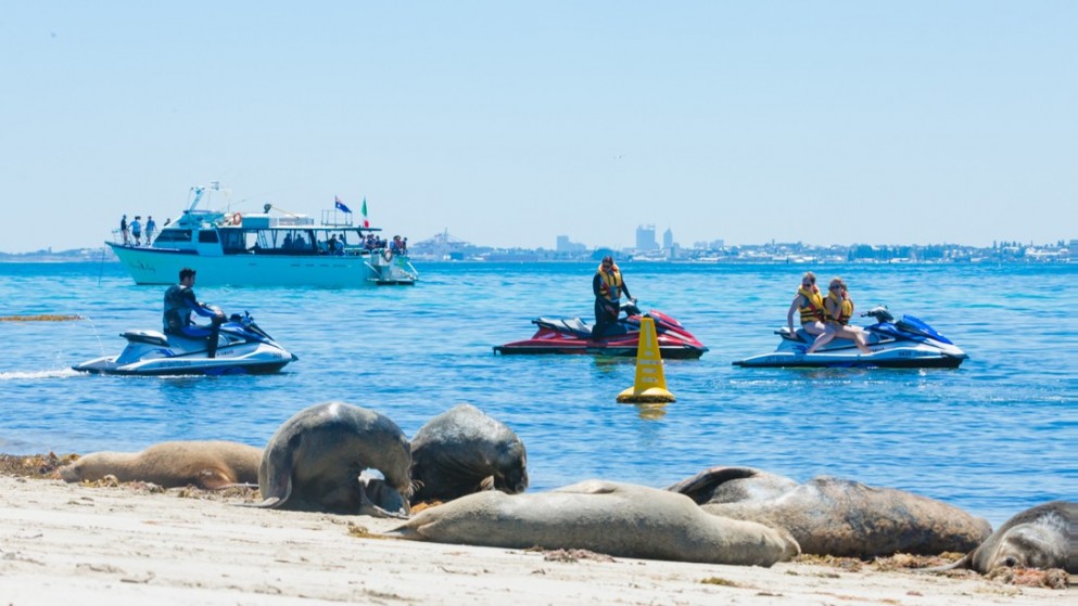 Jet-ski-tour-Perth-Sealion-e1538222613805